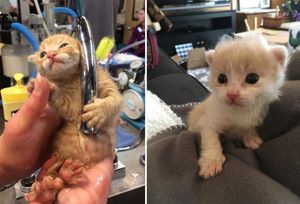 Двум котятам с деформацией грудной клетки подарили второй шанс на жизнь