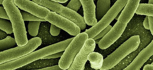 Обнаружены бактерии, вызывающие галлюцинации и слабоумие