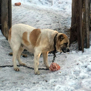 В Омске спасли собаку, умирающую от голода и рака рядом с мёртвыми щенками