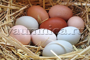 Добавляем яйца пернатых в свое меню