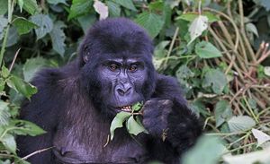 Хорошие новости для вымирающих горных горилл, их уже более тысячи