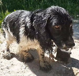 Женщина нашла мокрую собаку возле реки и расплакалась, увидев, что у неё на шее