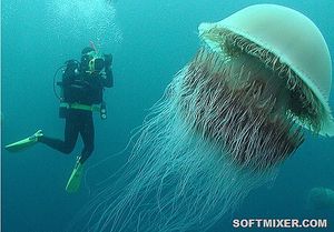 Десять самых опасных медуз