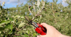 Садовод-эксперт: «Крутятся листья на яблоне и груше? Я знаю почему!» Вовремя определяем виновника и спасаем сад