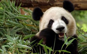 Как панды выживают на скудной бамбуковой диете?