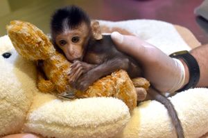 Крошечная обезьянка считает плюшевого жирафа своей мамой
