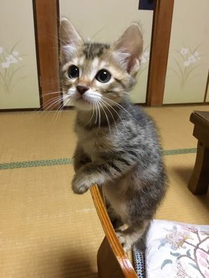 «Кот на час» нужен?) Японский отель на пике популярности, а всё из-за котиков…
