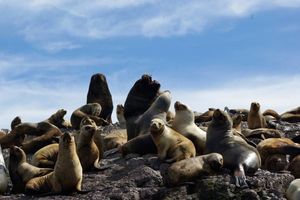 Тюленье племя земли и моря