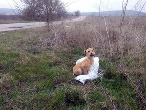 «Мешок катился по степи… » 3 истории о щенках, найденных в поле