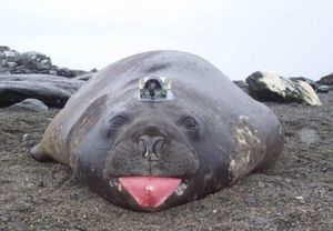 Вот как тюлени помогают исследователям в изучении Антарктики