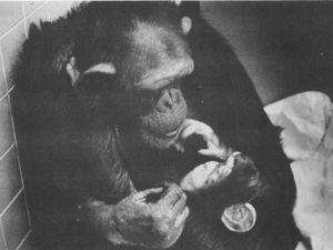 Разговорчивая шимпанзе Уошо