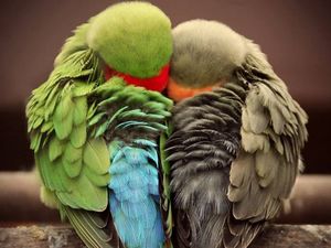25 ярких фотографии птиц, глядя на которые остаётся только восхищаться талантами матери-природы