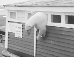 Объевшийся полярный медведь застрял в окне отеля