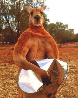 В Австралии появился король: двухметровый качок-кенгуру