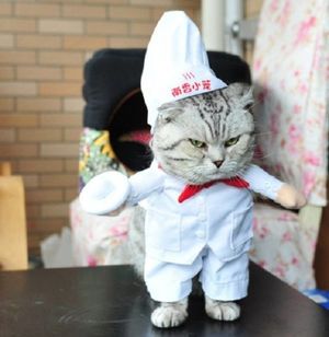 Кошки, у которых явные способности к кулинарии (13 фото)