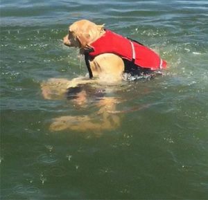 Это был бы обычный день на озере, если бы собака не решила утопить хозяйку, но это смешно
