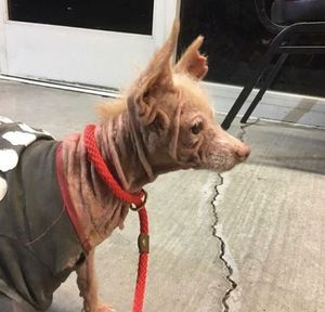 Необычная лысая собака с большими ушами загадала загадку своим спасителям