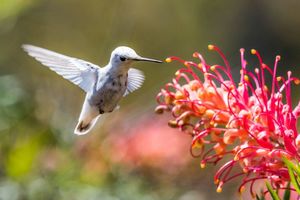 Фотограф заснял редкую белую крошку колибри