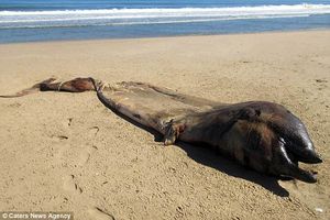 На берег Намибии выбросило редкого 7-метрового кита, которому что-то сломало челюсть