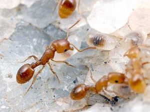 Как избавиться от муравьев в доме или квартире – 10 народных средств