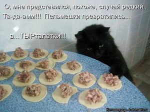 Лучшая котоматрица недели (29 фото)