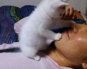 Маленький котенок мило знакомится с человеком