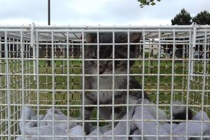 Котёнок три недели плыл в закрытом контейнере до Шотландии, и вот что его там ожидало!
