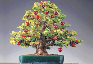 Декоративная яблоня в горшке в вашем доме