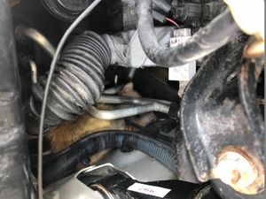 Этот малыш проехал 12 км под капотом автомобиля и чудом выжил