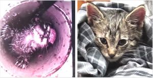 Спасение котенка, застрявшего на 5 дней в узкой трубе