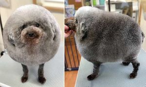 Японский парикмахер превращает собак в милые пушистые облачка