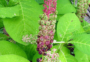 Лаконос, фитолакка (Phytolacca)