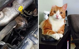 2 спасенных котов и их истории: до и после
