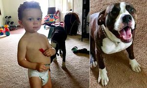 В Детройте полиция нашла пропавшего в лесу ребенка по следам лап не отходящей от него собаки