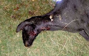 «Теперь я знаю, что чупакабра существует»: Парагвайский фермер увидел существо, напавшее на его коз