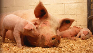 В Эдинбурге создали устойчивых к вирусам ГМО-свиней, чье мясо поступит в продажу в ближайшие 10 лет