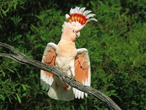Буйство цветов - самые красивые попугаи