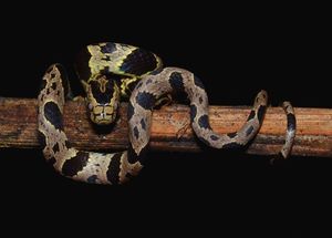 Обнаружено пять новых видов змей, питающихся улитками