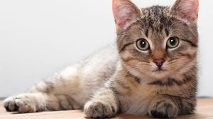 Кошки — домашние или дикие животные?