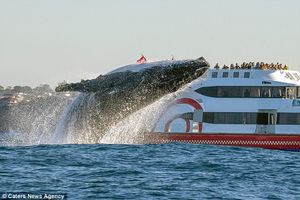 Фотографу удалось снять вертикальный прыжок 20-тонного кита