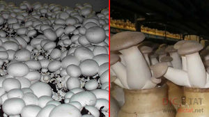 Как посадить грибы