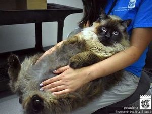 На улицах Пасадены нашли очень толстого бездомного кота