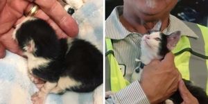 «Скукожился тряпочкой…» Котёнка, застрявшего в грузовике с отходами, спасли и усыновили!