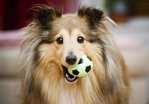 2 июля – Международный День собак