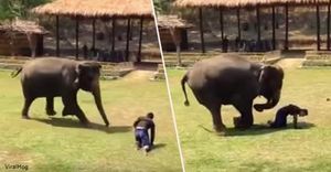 Слон спешит на помощь опекуну, на которого, как он подумал, ″напали!″