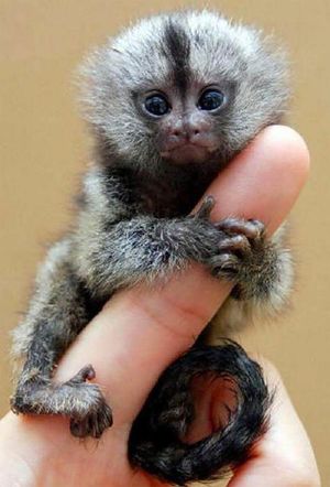 15 самых маленьких животных в мире, которые выглядят чертовски симпатично