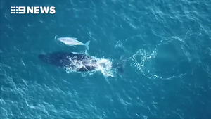 В Австралии засняли китенка-альбиноса, возможно это сын знаменитого белого кита Мигалу