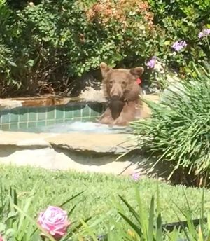 Медведь пробрался в джакузи жителя США и выпил его коктейль