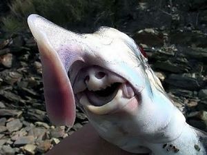 Слоновая акула-призрак, или Австралийский каллоринх