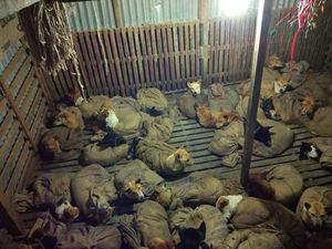 Спасение 36 собак, которых засунули в мешки и хотели увезти в рестораны на мясо
